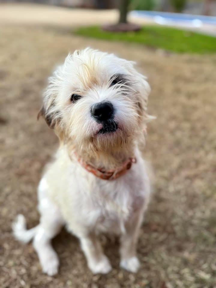 Enlarge Inez, a ADOPTABLE mixed breed in Edmond, OK image 1/5