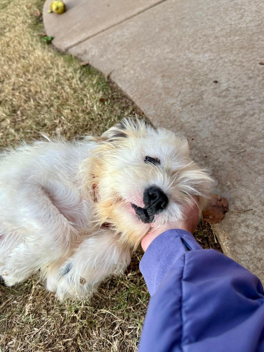 Enlarge Inez, a ADOPTABLE mixed breed in Edmond, OK image 2/5