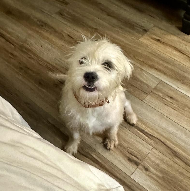 Enlarge Inez, a ADOPTABLE mixed breed in Edmond, OK image 4/5