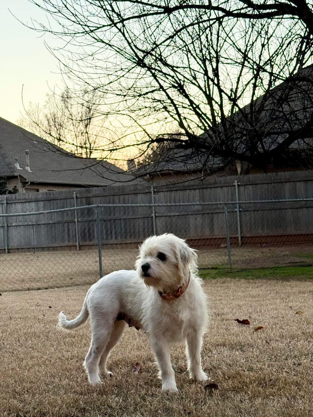 Enlarge Inez, a ADOPTABLE mixed breed in Edmond, OK image 5/5