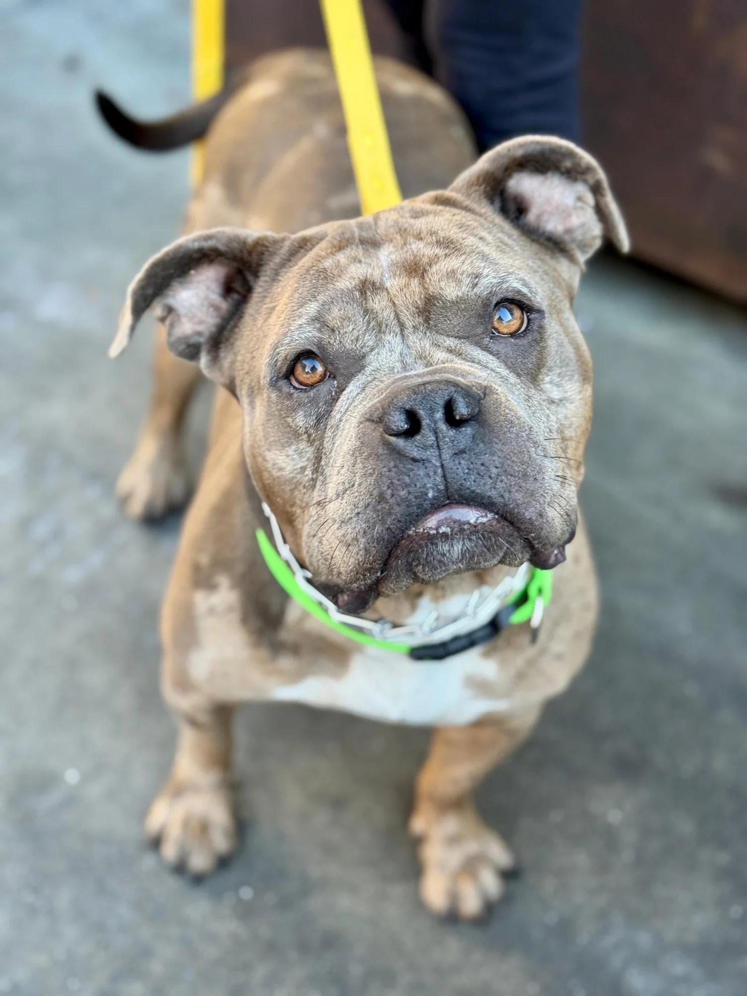 KATSEYE, ADOPTABLE, Adult Female American Bulldog.