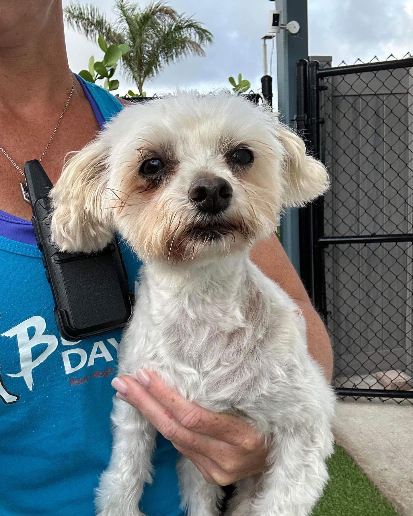 Enlarge Lambeau, a Adoptable Maltese in Pompano Beach, FL image 1/1