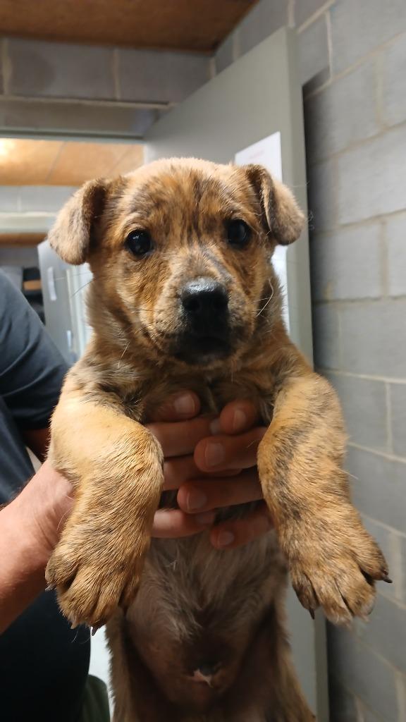 Enlarge Dougie, a Adopted mixed breed in Shelbyville, TN image 1/1