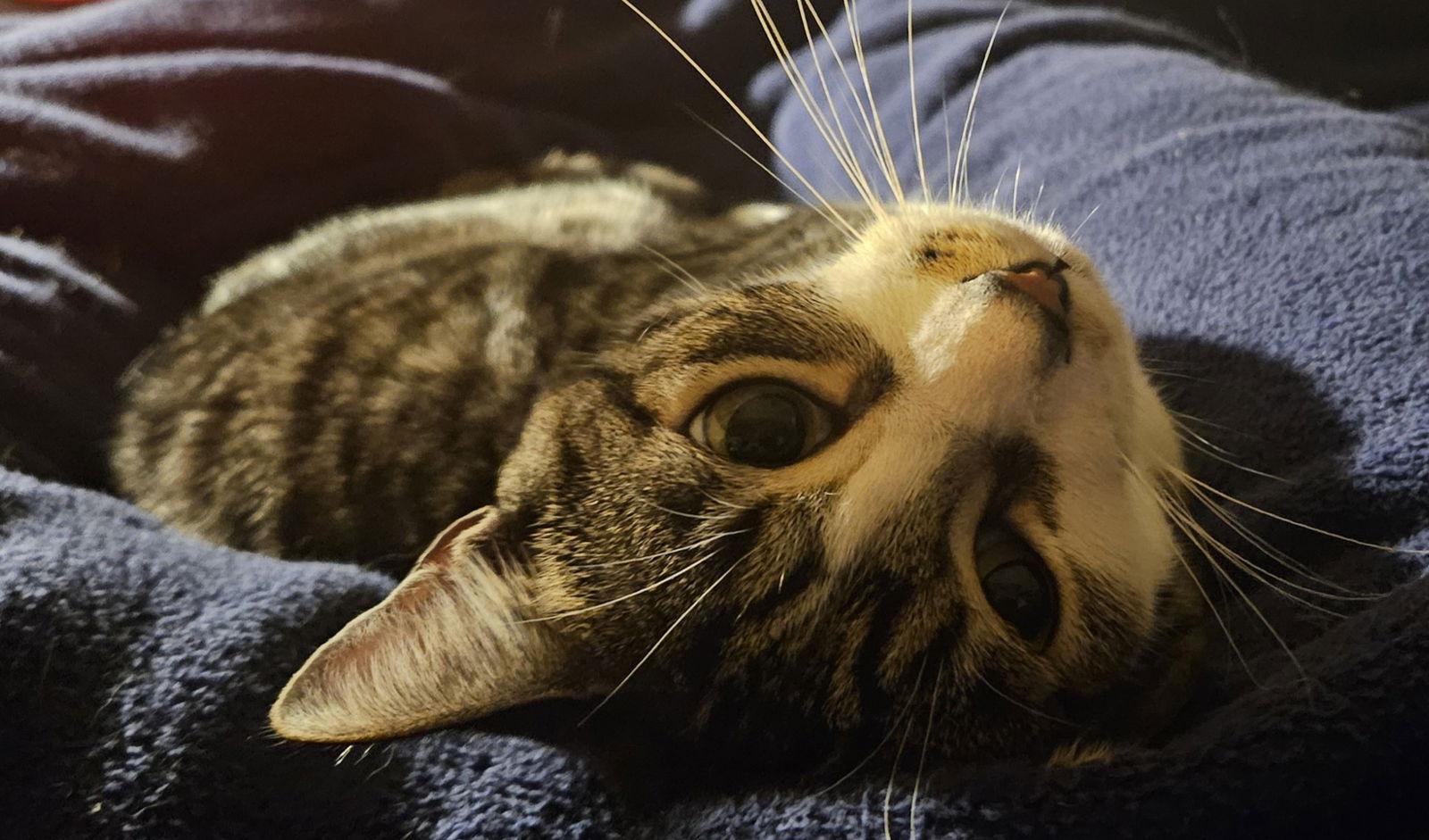 Bruce (Courtesy Post), Adoptable, Adult Male Domestic Short Hair.