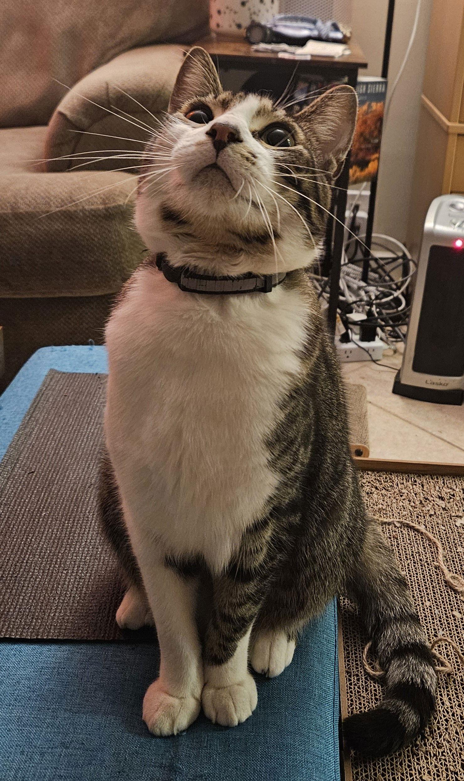 Bruce (Courtesy Post), a Adoptable Domestic Short Hair in San Jose, CA image 2/3