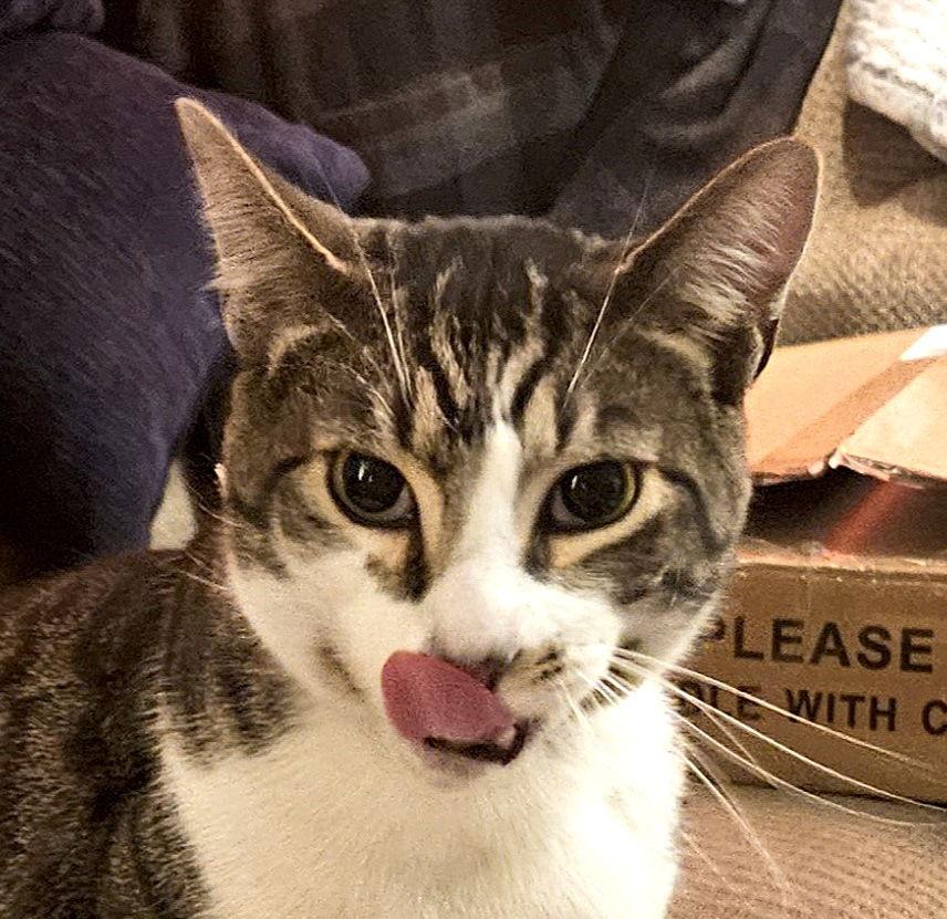 Bruce (Courtesy Post), a Adoptable Domestic Short Hair in San Jose, CA image 3/3