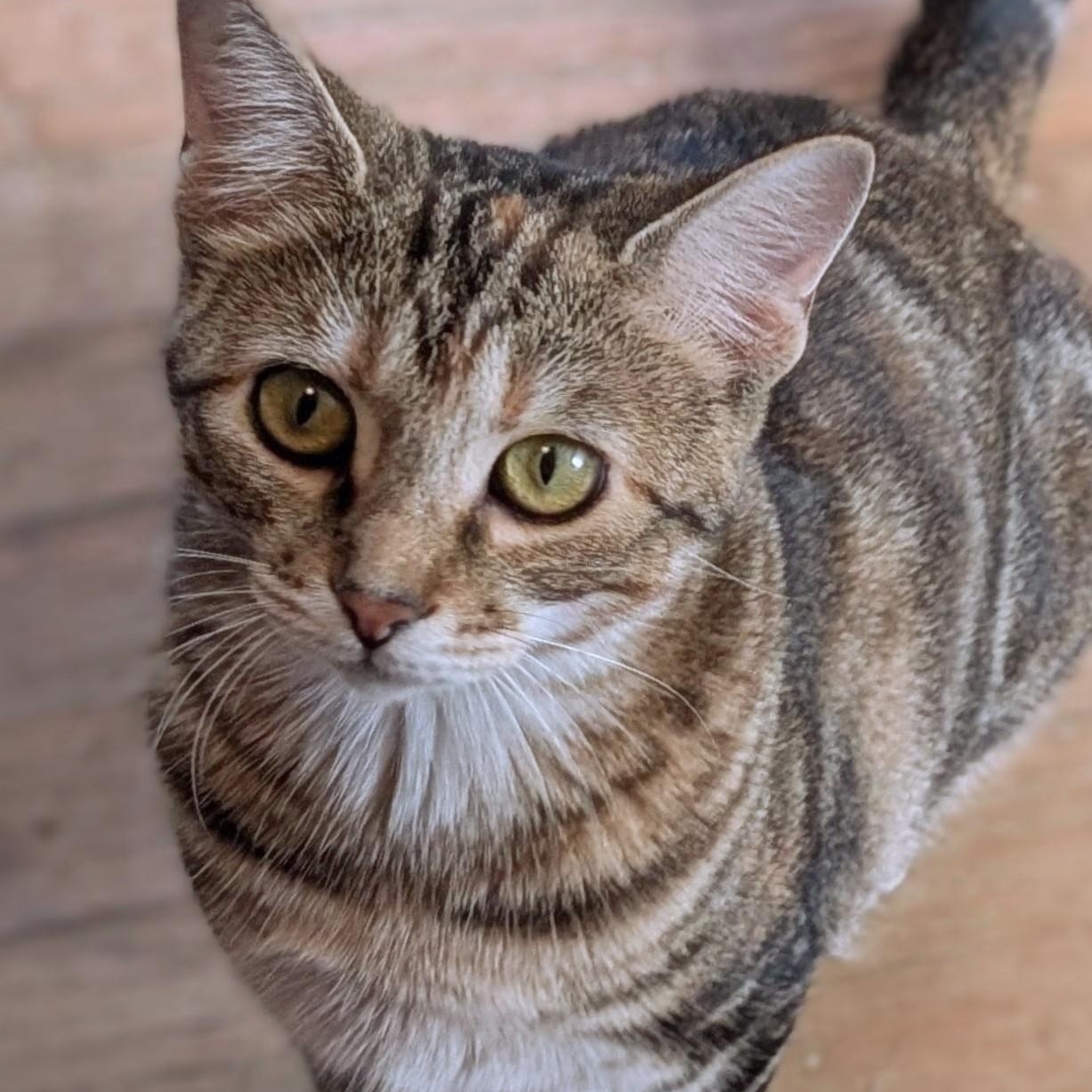 Kit Kat, Adoptable, Adult Female Domestic Short Hair.