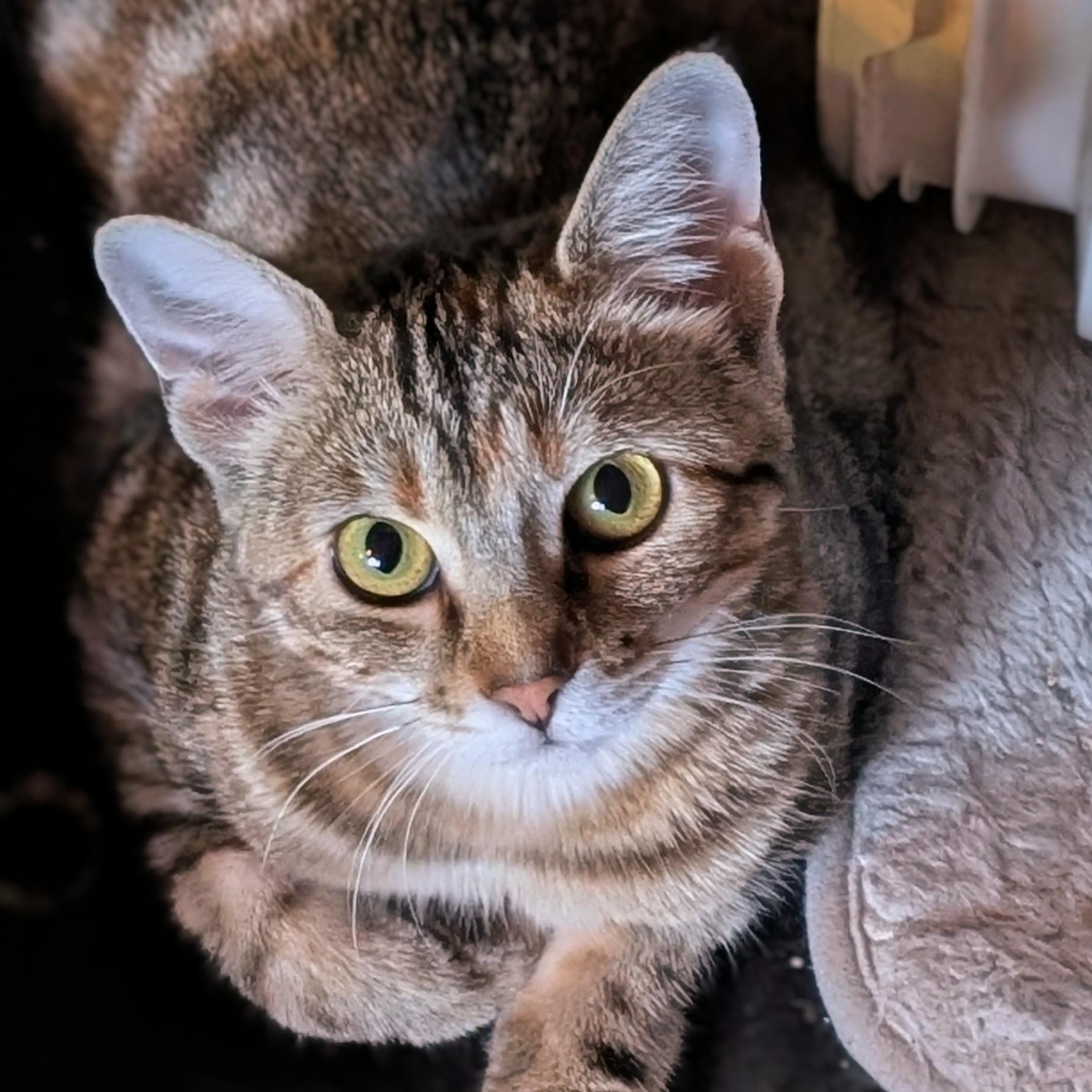 Enlarge Kit Kat, a Adoptable Domestic Short Hair in Johnsburg, IL image 5/5