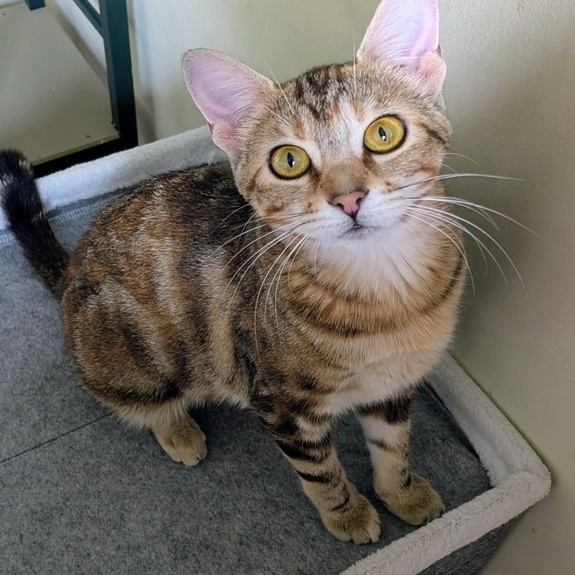 Enlarge Kit Kat, a Adoptable Domestic Short Hair in Johnsburg, IL image 2/5