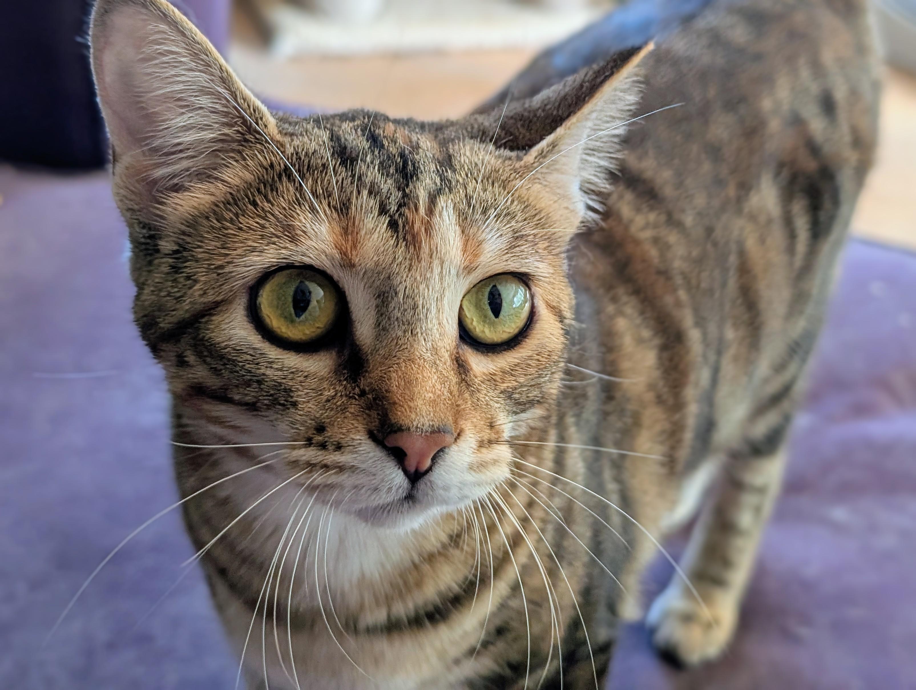 Enlarge Kit Kat, a Adoptable Domestic Short Hair in Johnsburg, IL image 4/5