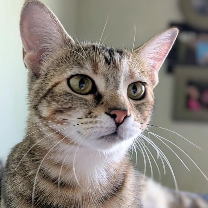 Enlarge Kit Kat, a Adoptable Domestic Short Hair in Johnsburg, IL image 3/5