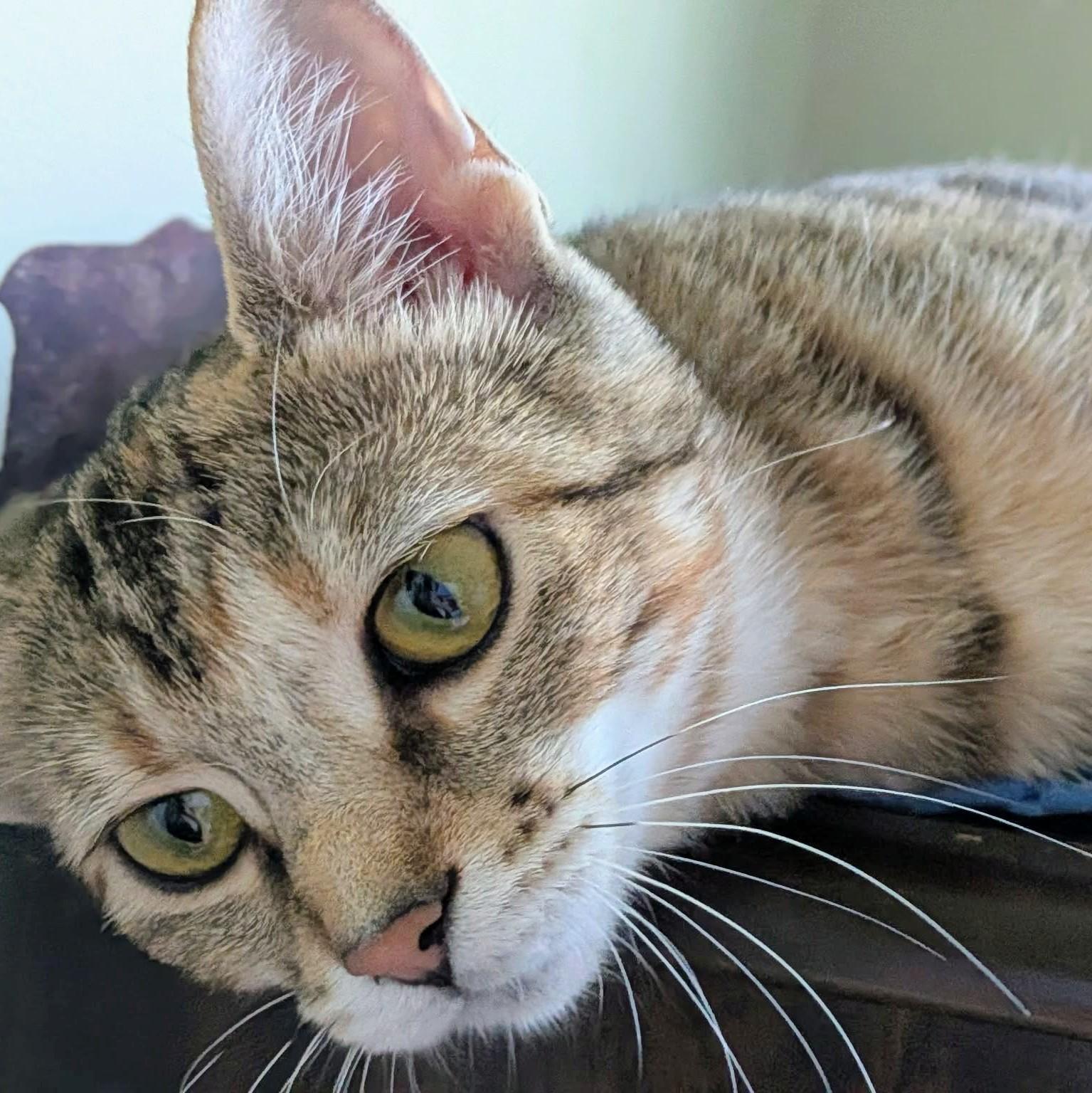 Enlarge Kit Kat, a Adoptable Domestic Short Hair in Johnsburg, IL image 4/5