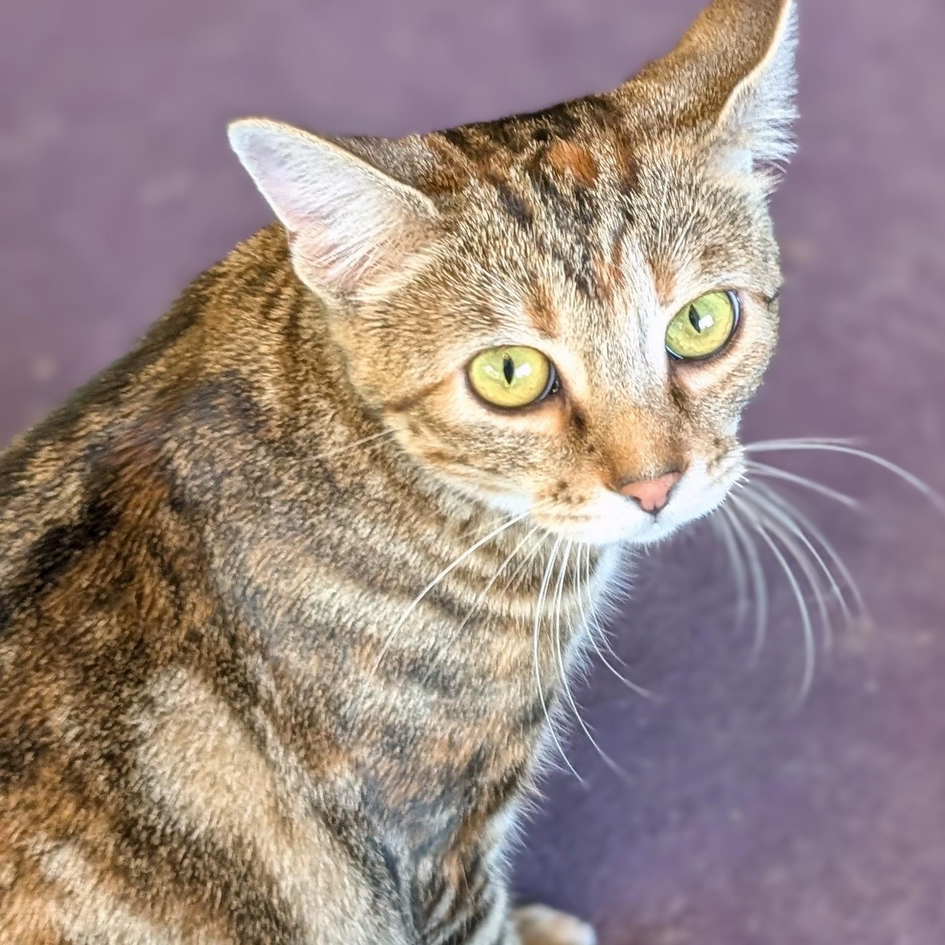 Enlarge Kit Kat, a Adoptable Domestic Short Hair in Johnsburg, IL image 2/5