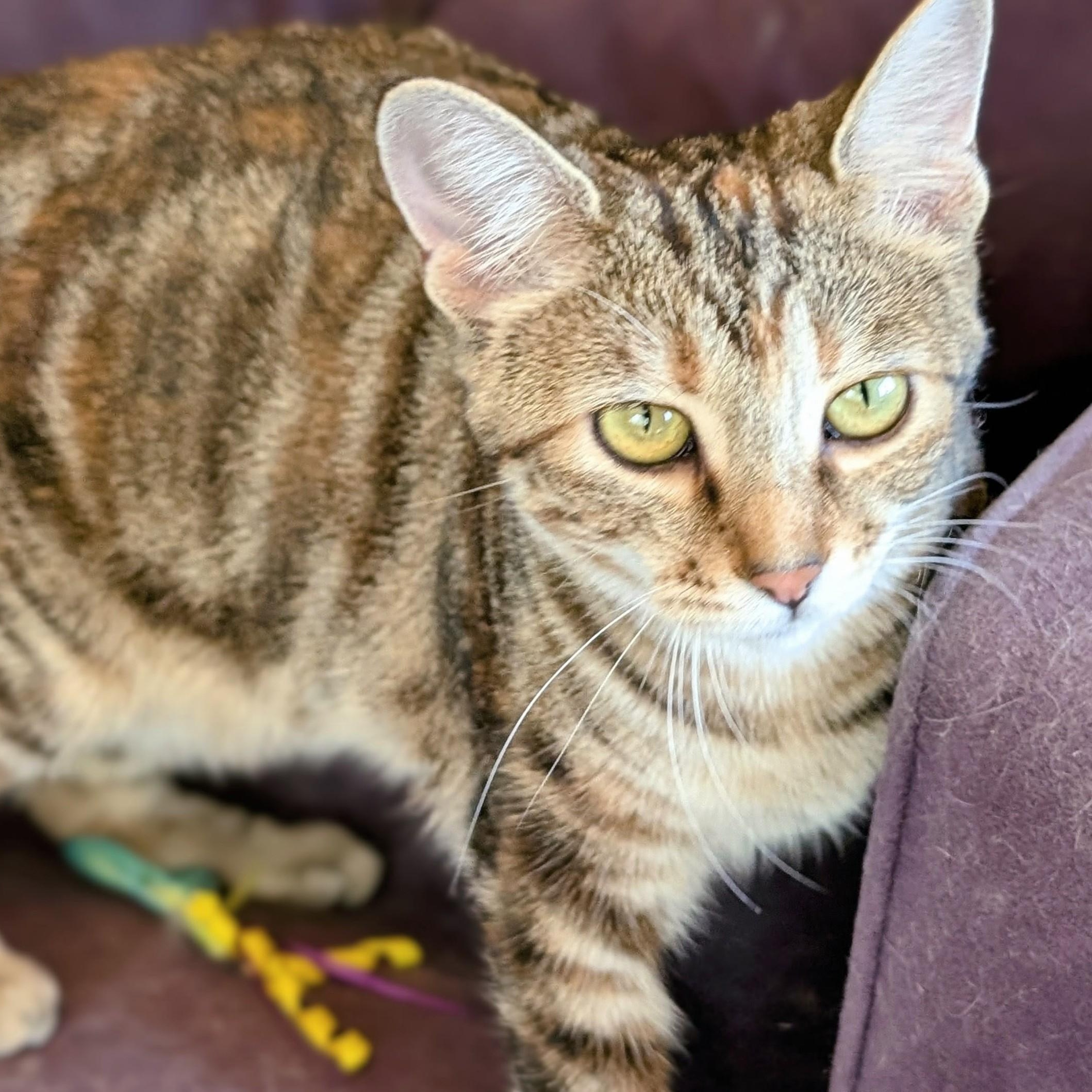 Enlarge Kit Kat, a Adoptable Domestic Short Hair in Johnsburg, IL image 3/5