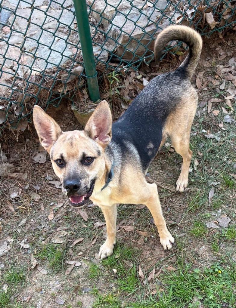 Buddy, Adoptable, Puppy Male Shepherd.