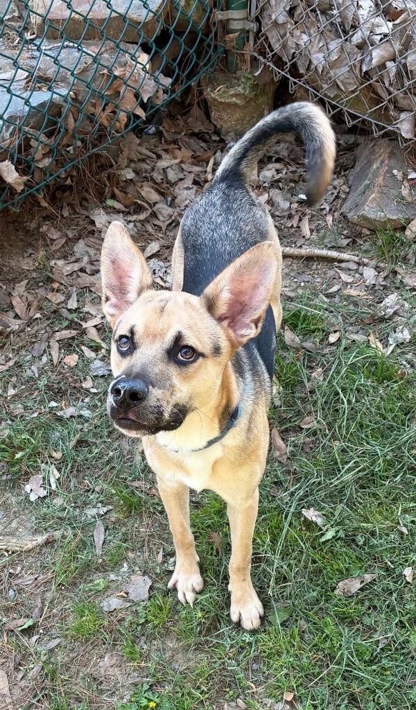 Enlarge Buddy, a Adoptable mixed breed in Little Rock, AR image 2/3