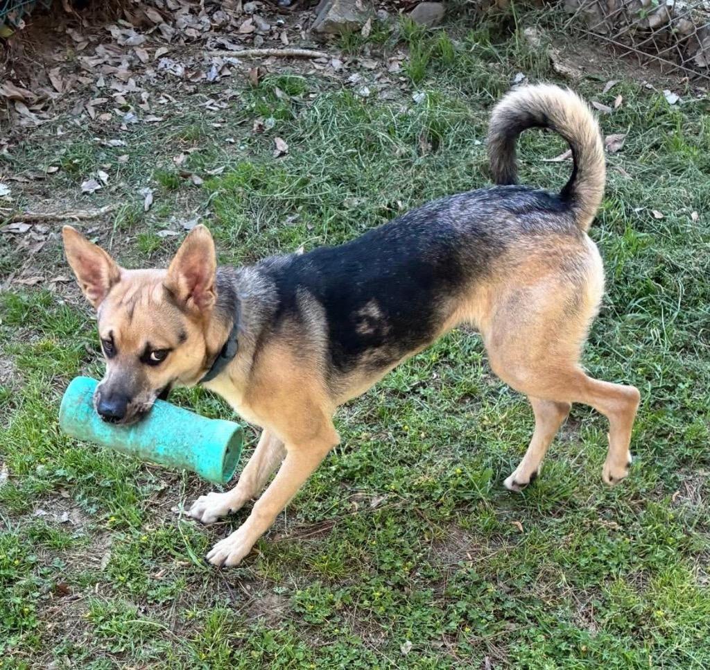 Enlarge Buddy, a Adoptable mixed breed in Little Rock, AR image 3/3