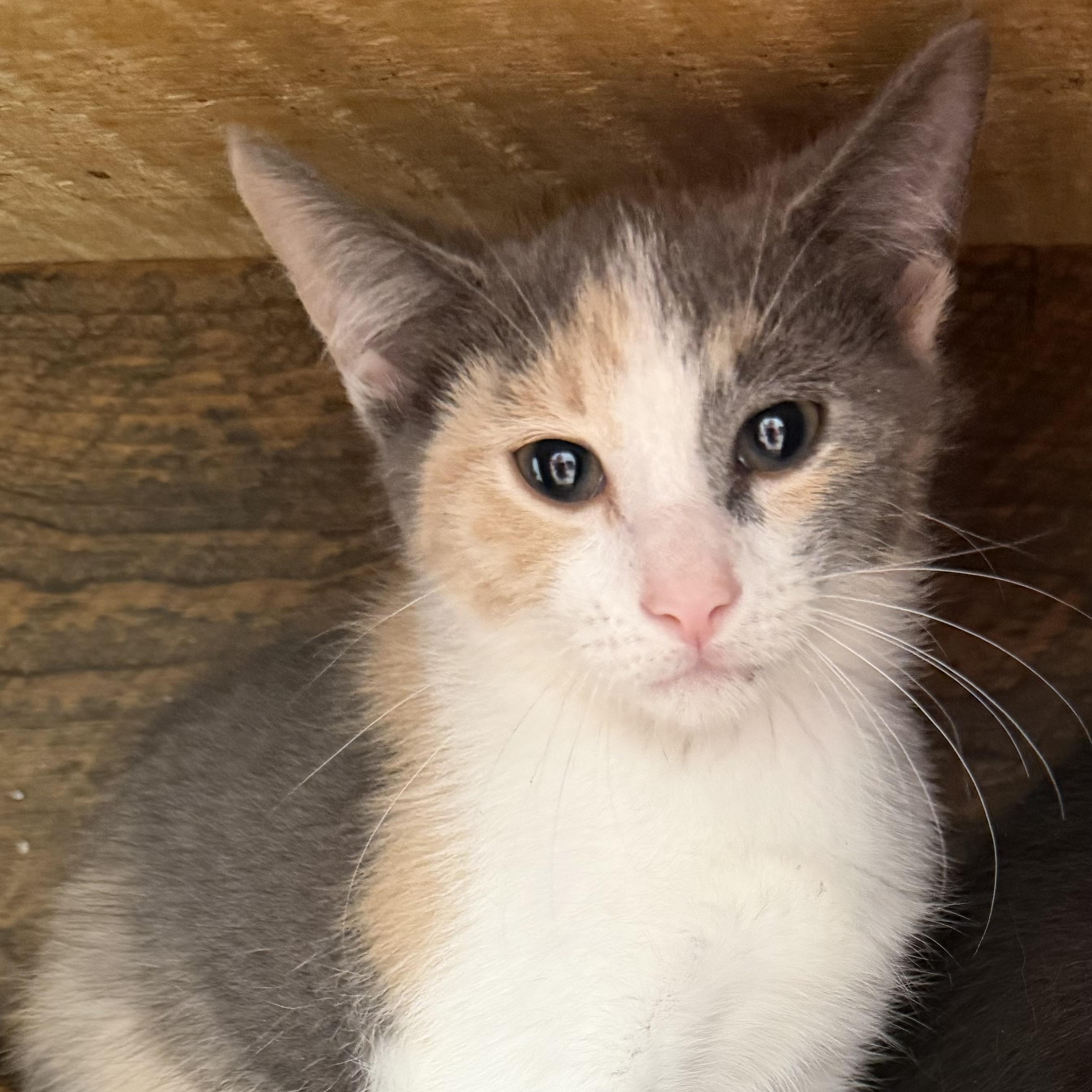 Stella, ADOPTABLE, Young Female Domestic Short Hair.