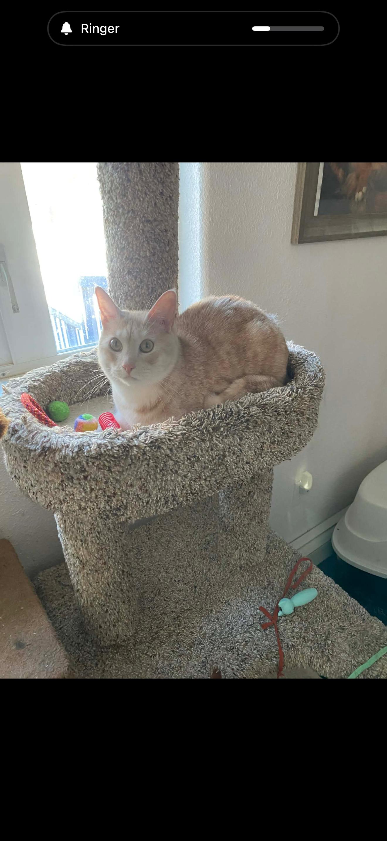 Enlarge Cooper, an adopted mixed breed in Fairbanks, AK image 2/4