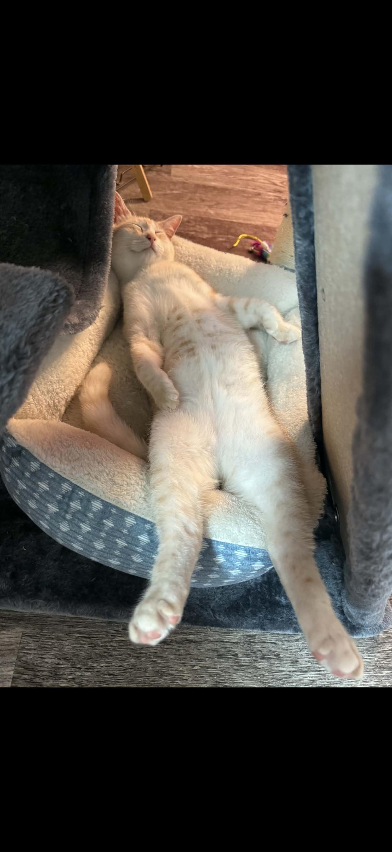 Cooper, adopted, Young Male Domestic Short Hair.