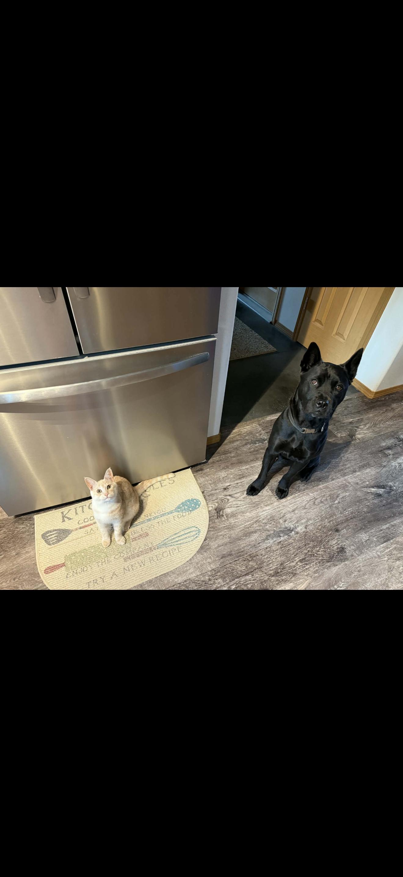 Enlarge Cooper, an adopted mixed breed in Fairbanks, AK image 3/4