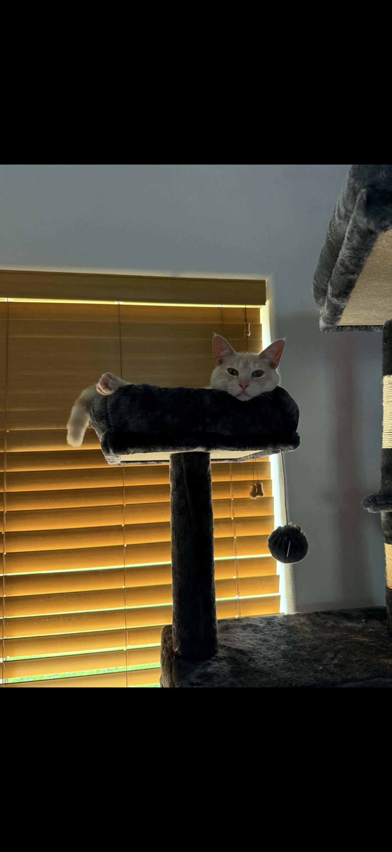 Enlarge Cooper, an adopted mixed breed in Fairbanks, AK image 4/4