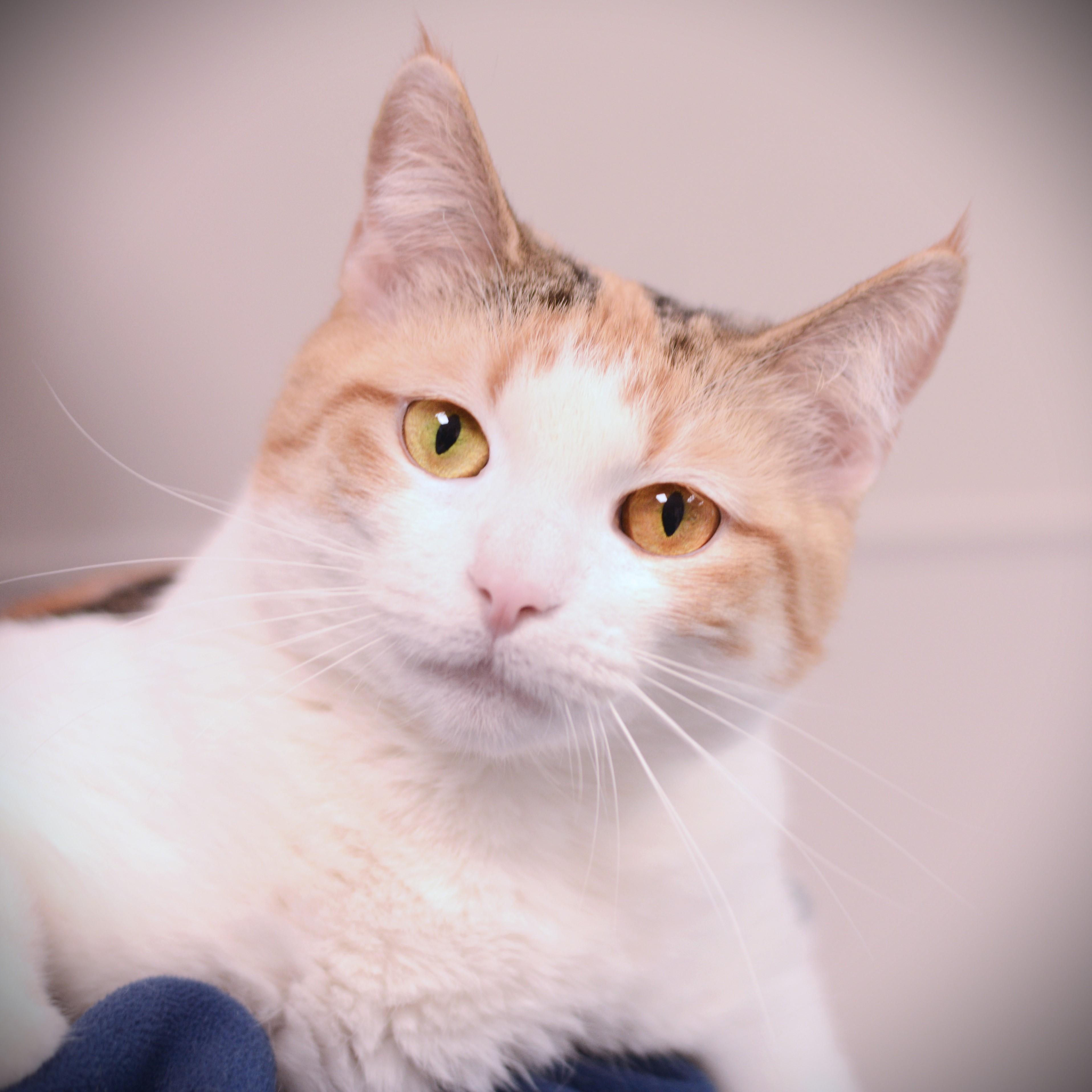 Enlarge Ivvie, an adopted Domestic Short Hair in Amsterdam, NY image 1/1