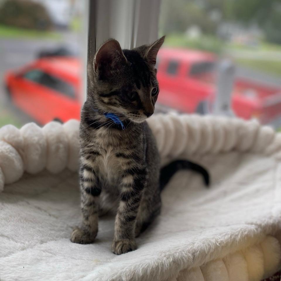 Milkyway, Adoptable, Kitten Male Domestic Short Hair.