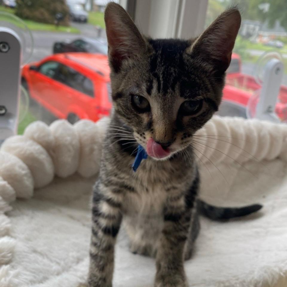 Enlarge Milkyway, a Adoptable Domestic Short Hair in Bel Air, MD image 2/4