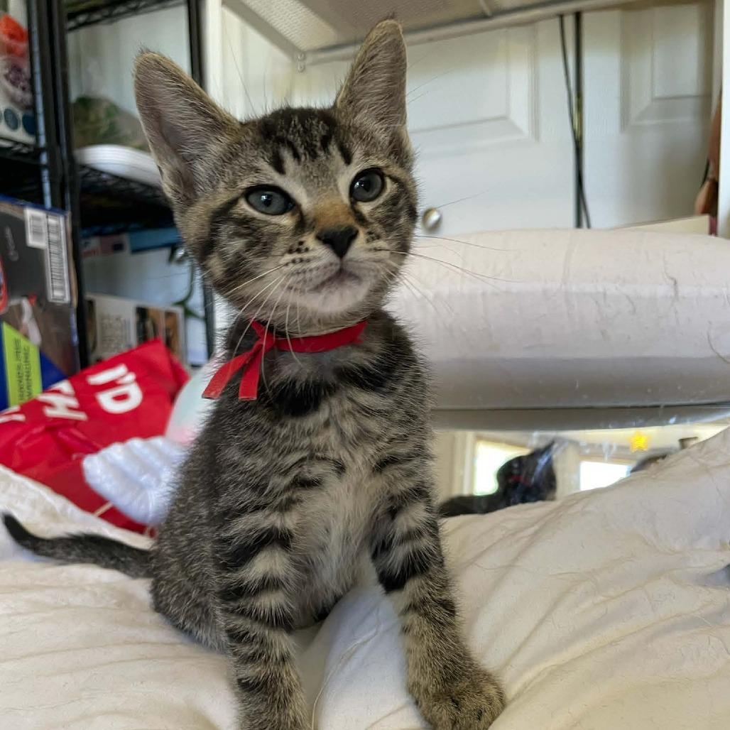 Enlarge Milkyway, a Adoptable Domestic Short Hair in Bel Air, MD image 3/4