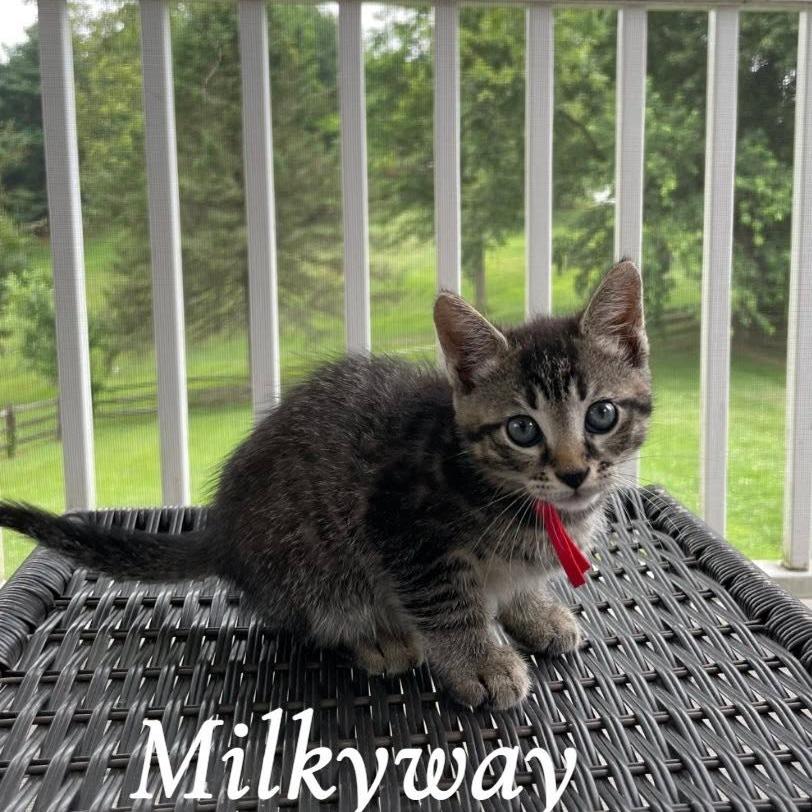 Enlarge Milkyway, a Adoptable Domestic Short Hair in Bel Air, MD image 4/4