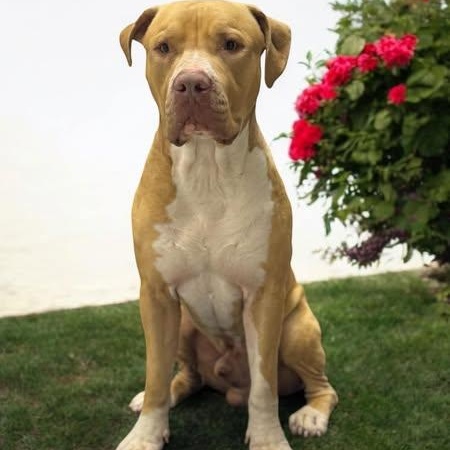 Tobby, Adult Male Mastiff