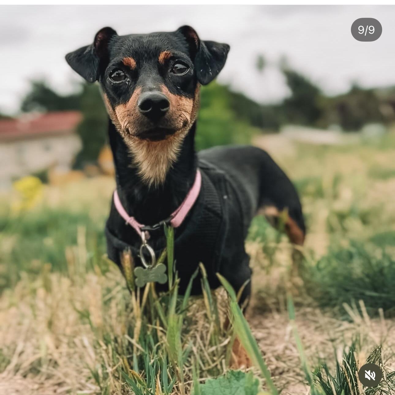 Enlarge TOOTSIE, a ADOPTABLE mixed breed in Arroyo Grande, CA image 3/5