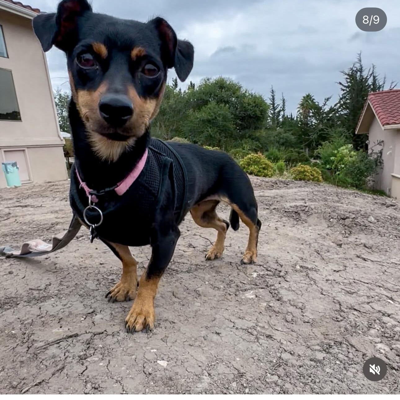 Enlarge TOOTSIE, a ADOPTABLE mixed breed in Arroyo Grande, CA image 5/5