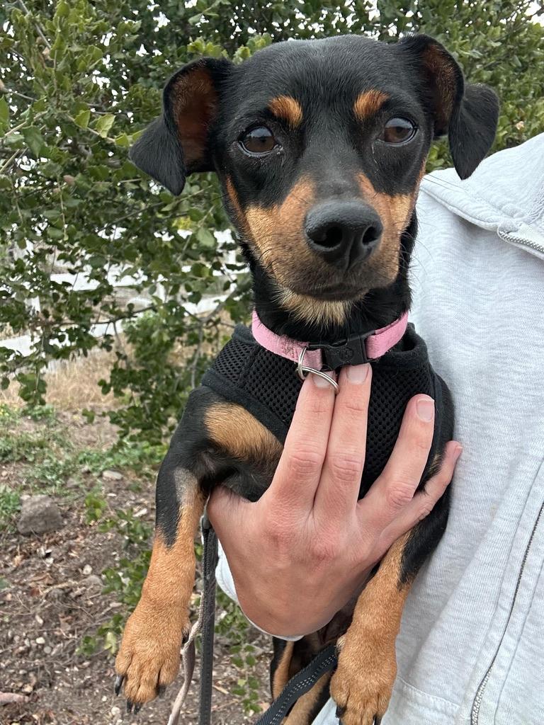 Enlarge TOOTSIE, a ADOPTABLE mixed breed in Arroyo Grande, CA image 2/5