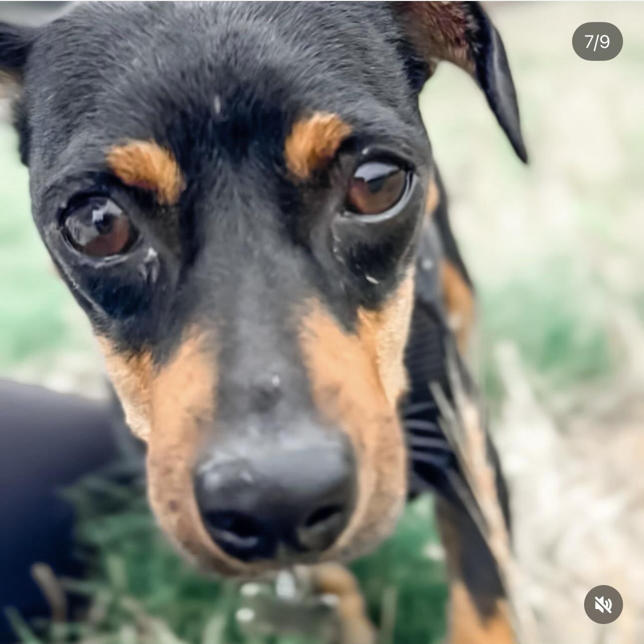 Enlarge TOOTSIE, a ADOPTABLE mixed breed in Arroyo Grande, CA image 4/5