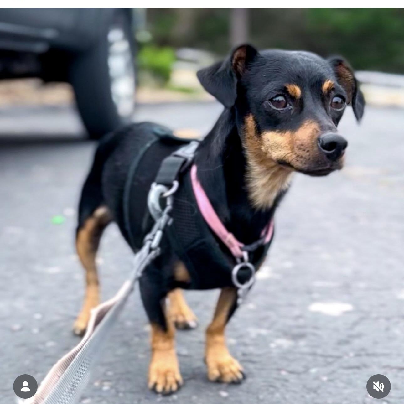 Enlarge TOOTSIE, a ADOPTABLE mixed breed in Arroyo Grande, CA image 1/5
