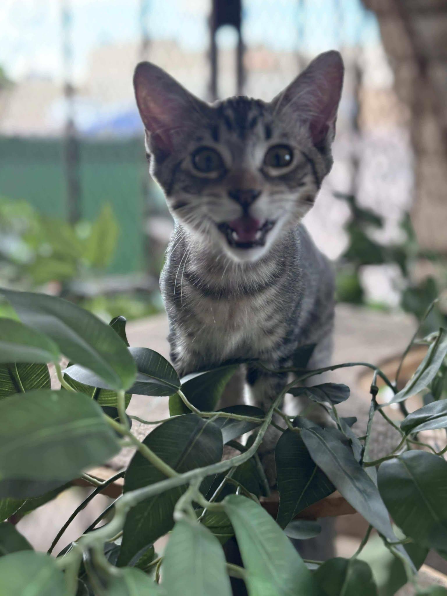 Planet Kindle - Mars