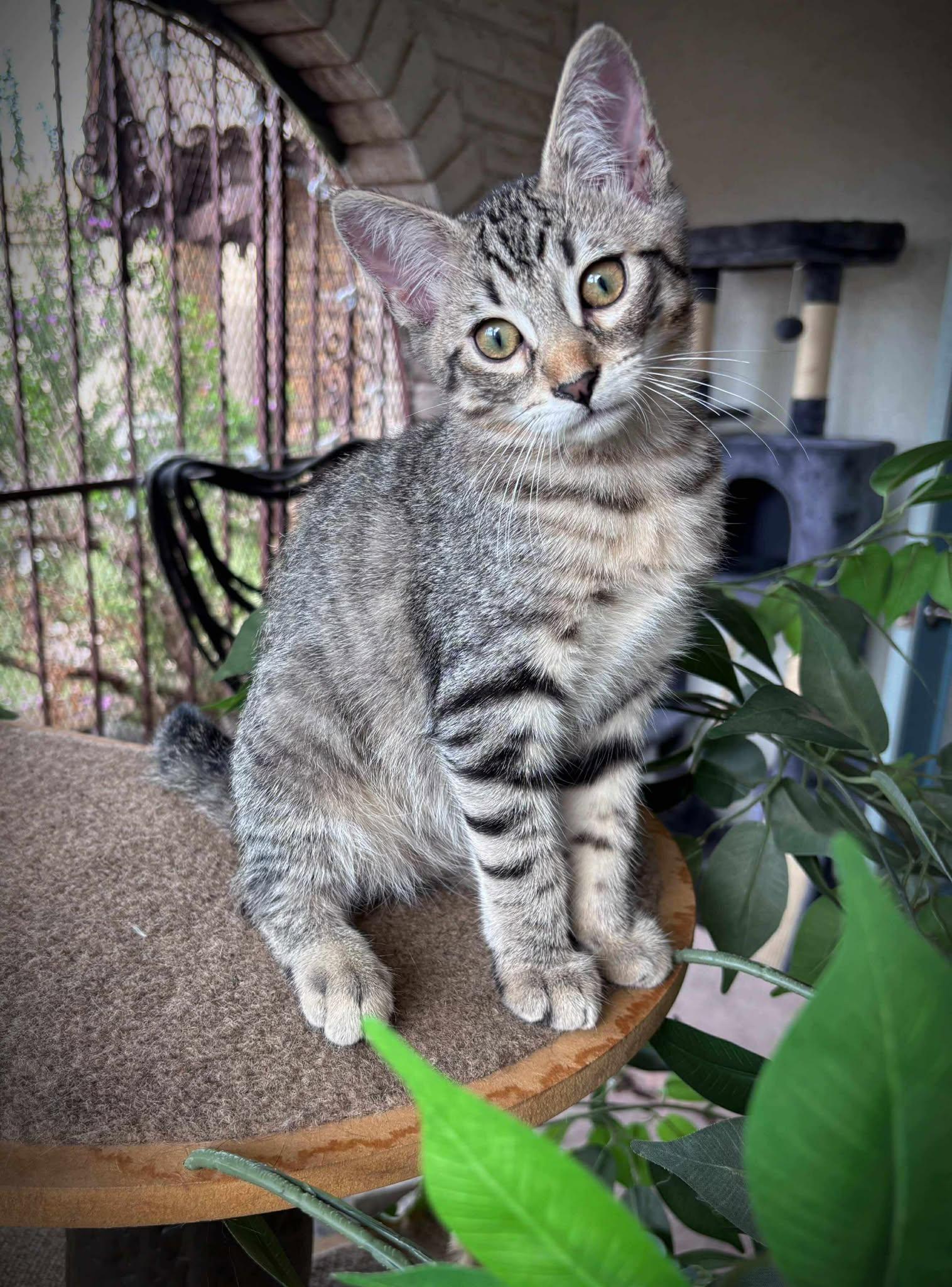 Planet Kindle - Mars