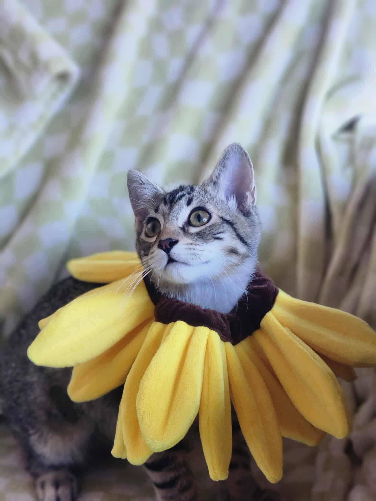 Planet Kindle - Mars