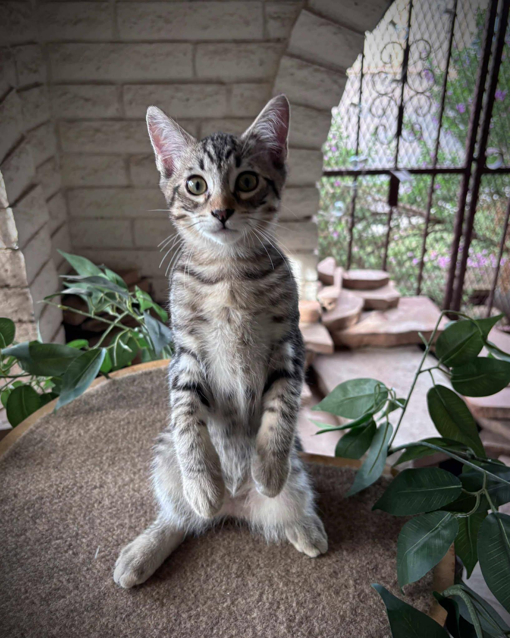 Planet Kindle - Mars