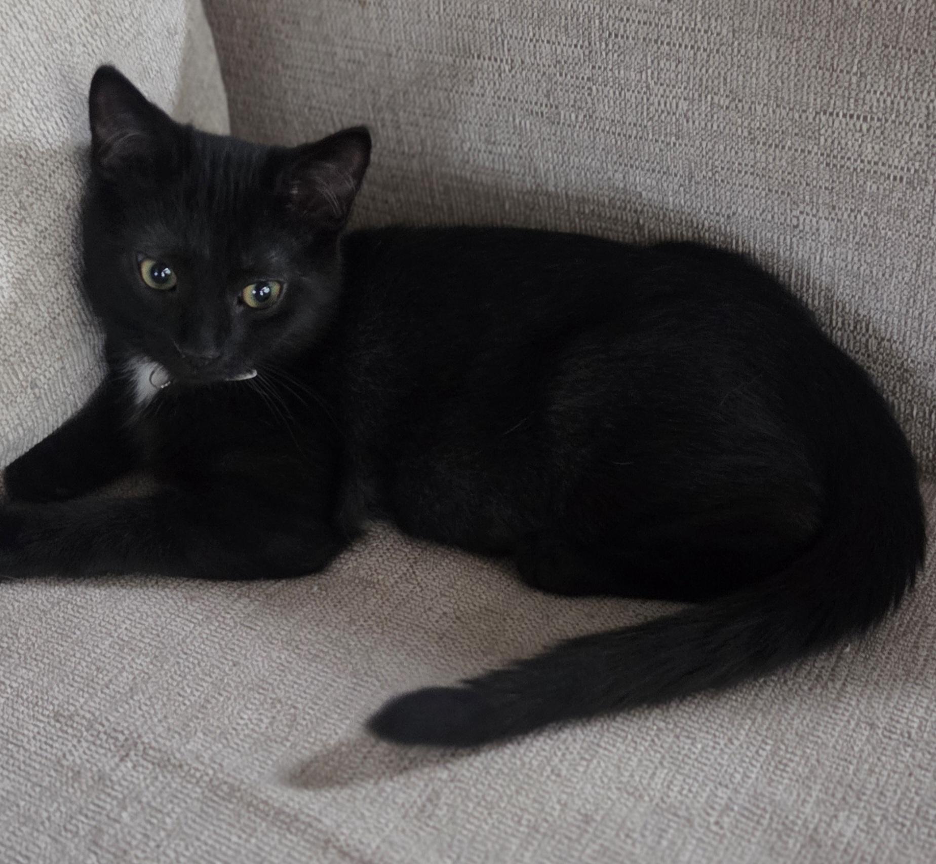 Thickelbaum and Gertrude (other sibling is Yertyl), ADOPTABLE, Kitten Male Domestic Short Hair.