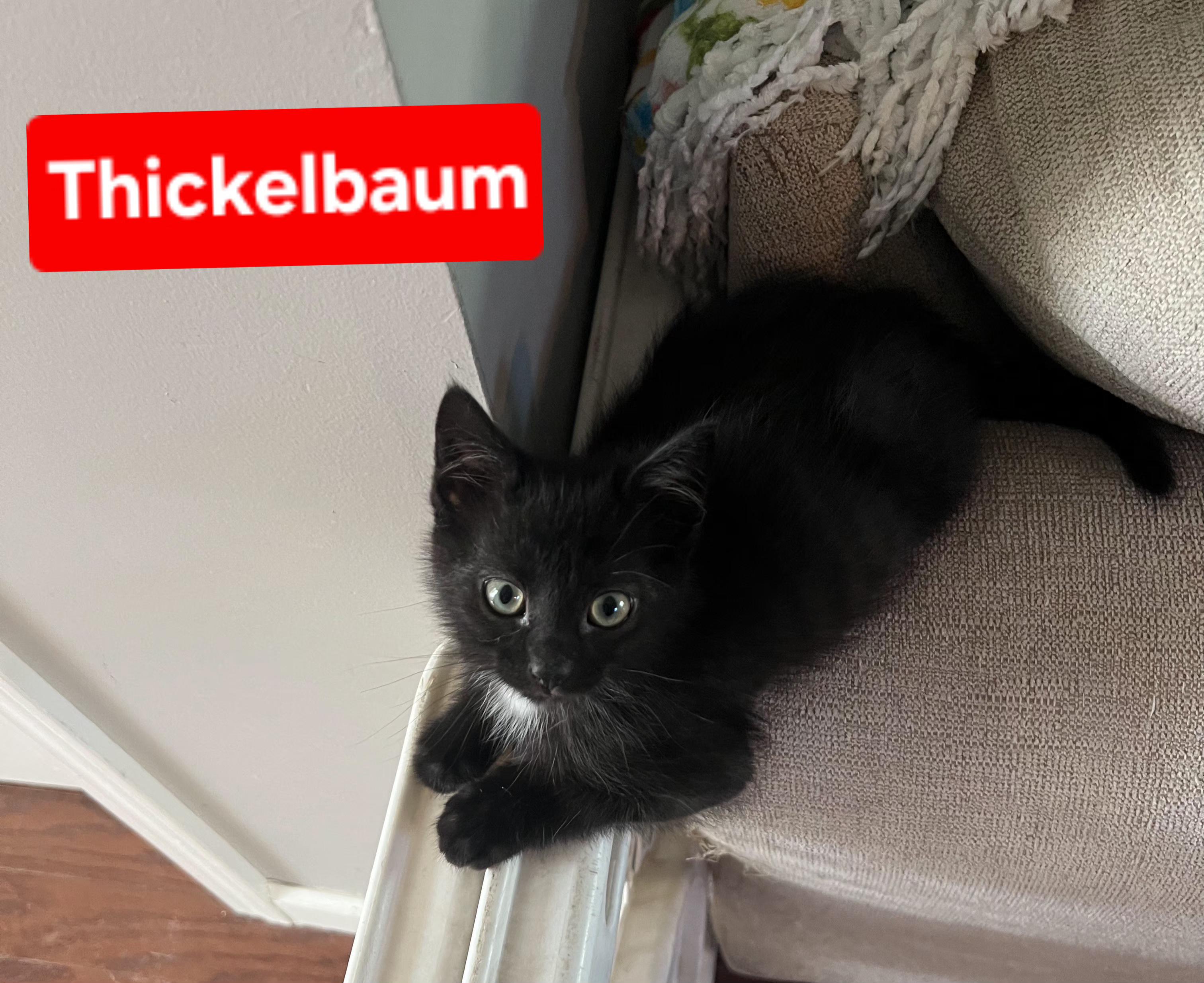 Thickelbaum and Gertrude (other sibling is Yertyl), a ADOPTABLE Domestic Short Hair in Brighton, MI image 2/6