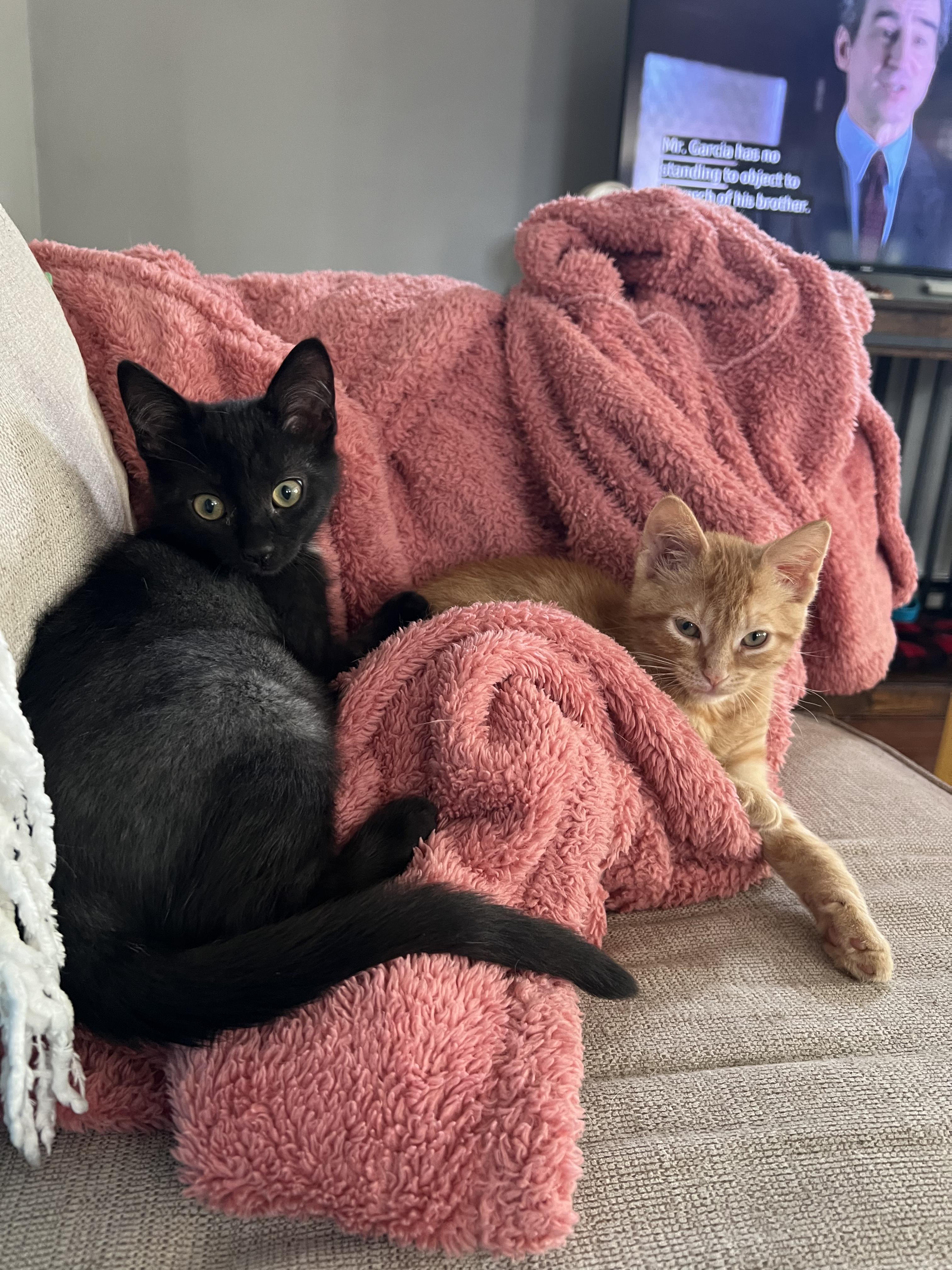 Thickelbaum and Gertrude (other sibling is Yertyl), a ADOPTABLE Domestic Short Hair in Brighton, MI image 6/6