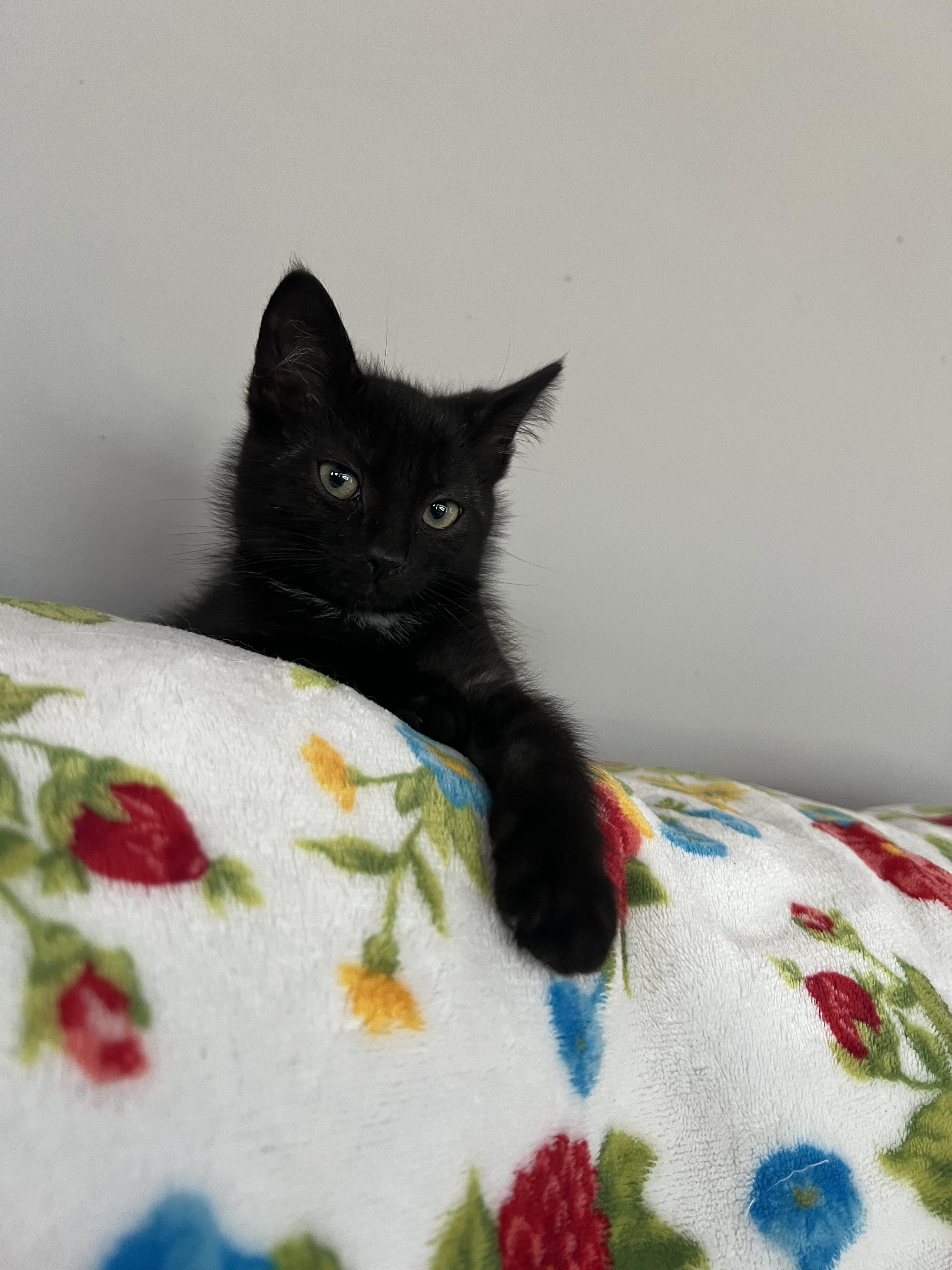 Thickelbaum and Gertrude (other sibling is Yertyl), a ADOPTABLE Domestic Short Hair in Brighton, MI image 5/6