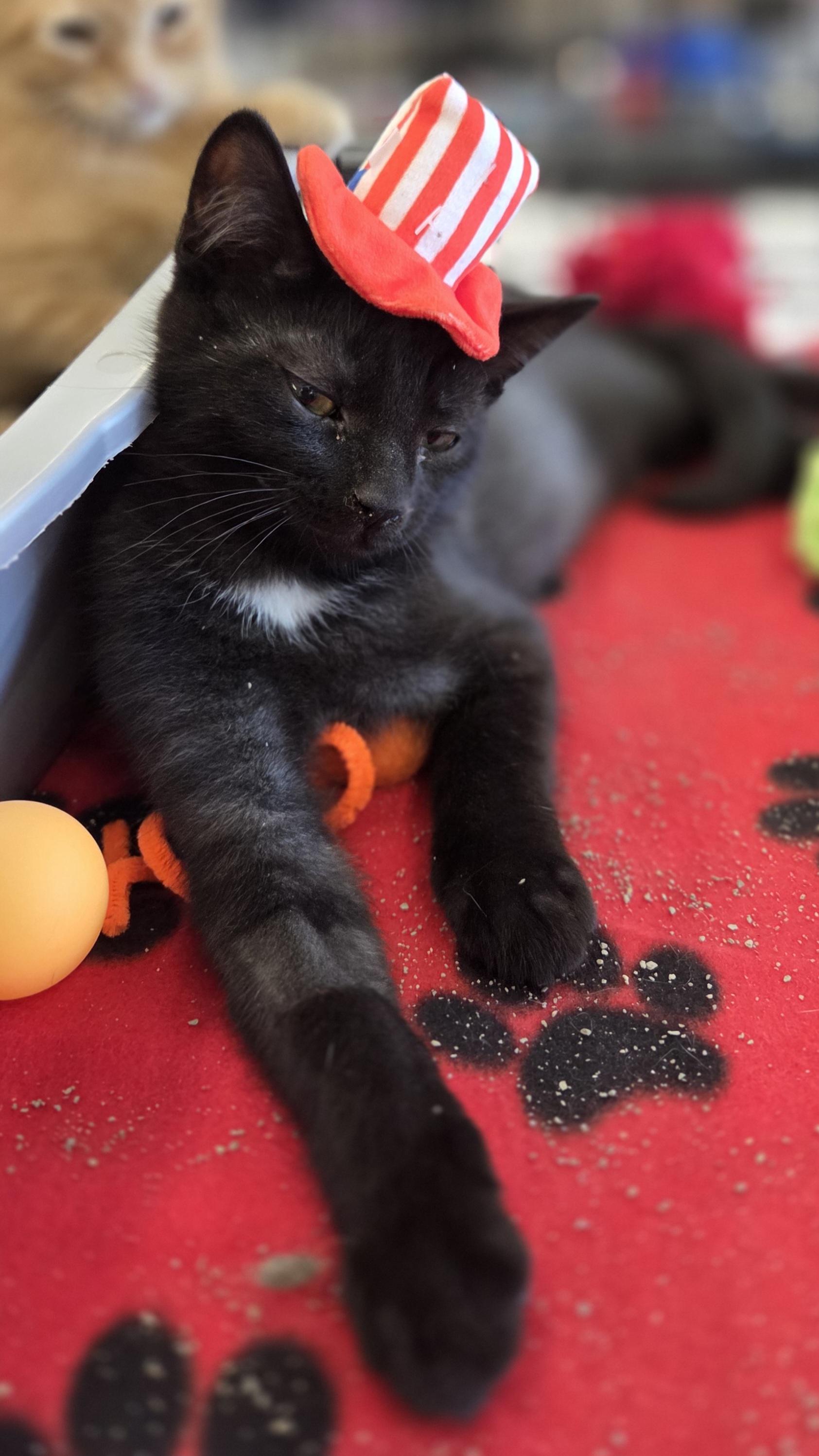 Thickelbaum and Gertrude (other sibling is Yertyl), a ADOPTABLE Domestic Short Hair in Brighton, MI image 4/6