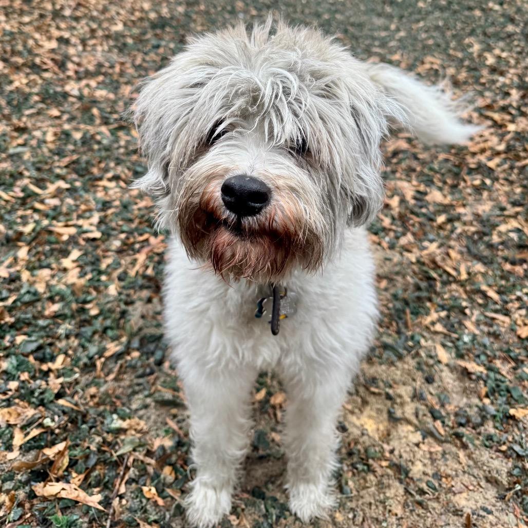 BarkLee — thumbnail 2