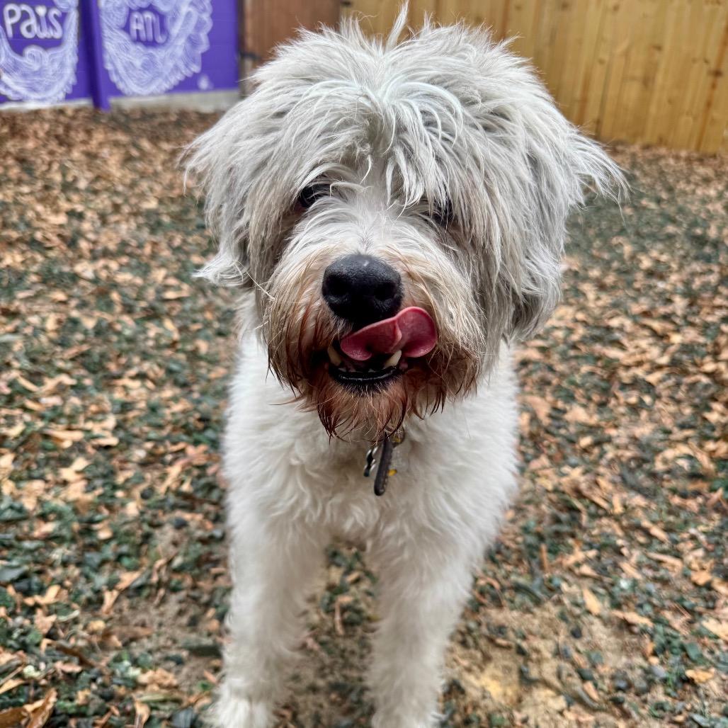 BarkLee — thumbnail 3