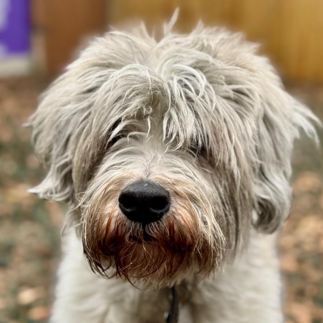 BarkLee — thumbnail 4