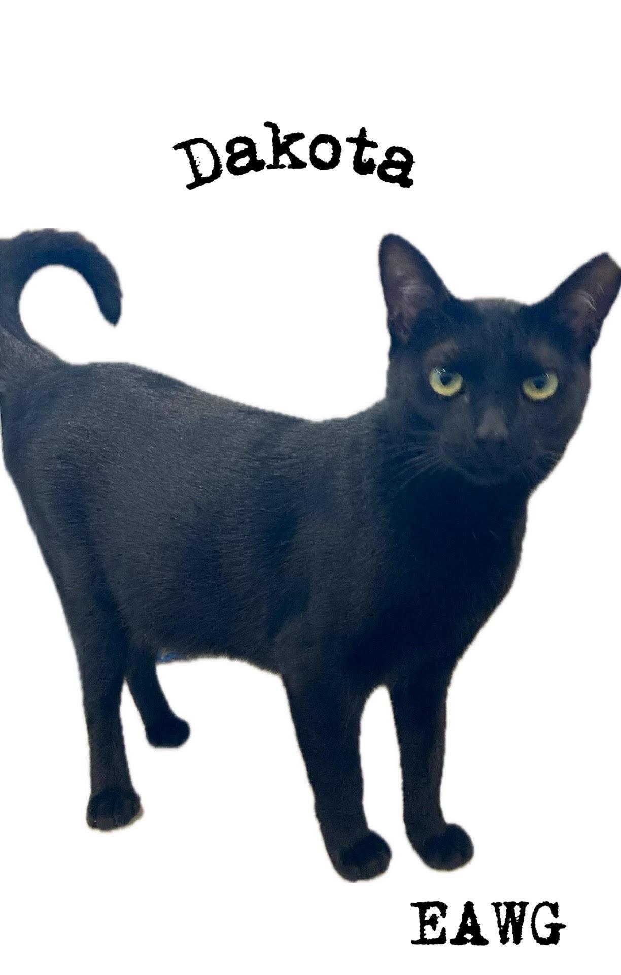 Dakota Everett, Adoptable, Adult Female Domestic Short Hair.